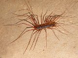 00395-1548 Scutigeridae sp centipede in Stonehorse Cave 